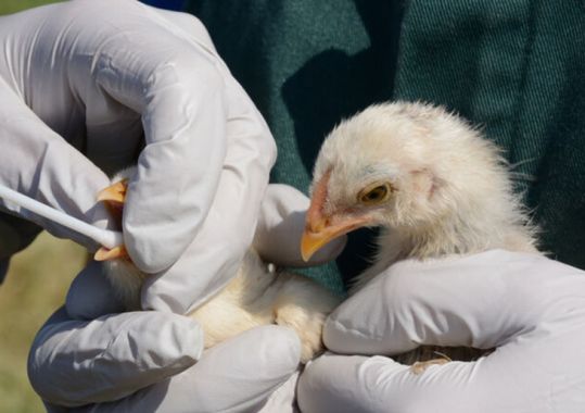 Bird flu threat a ‘test of how our response systems work’