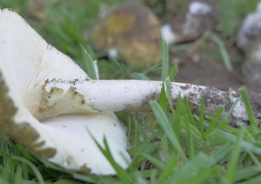 Don’t eat wild mushrooms