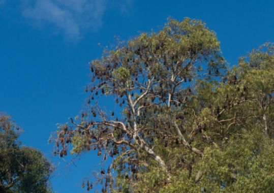 NSW man dies from rare lyssavirus