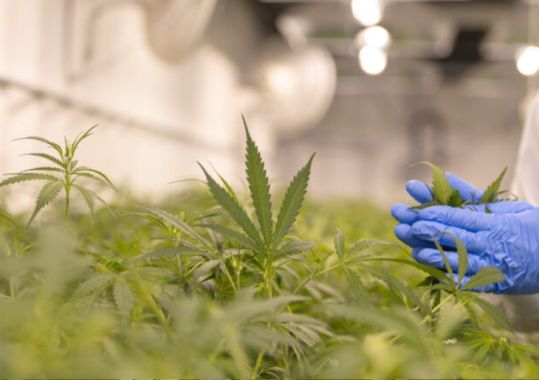 AHPRA targets medicinal cannabis prescribing