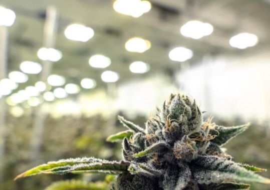 ‘Growing concerns’ spark TGA cannabis consultation