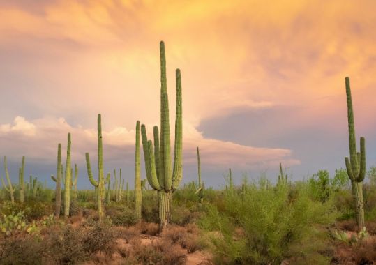 RACGP Road Trip Gives Registrars a Taste of Rural Medicine