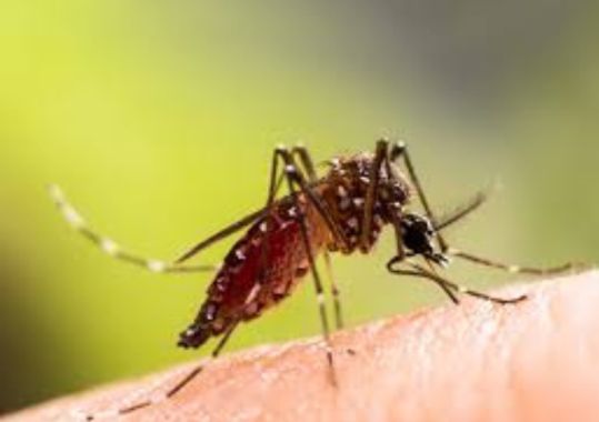 Mosquito Warning Issued After Japanese Encephalitis Detection in Southern NSW