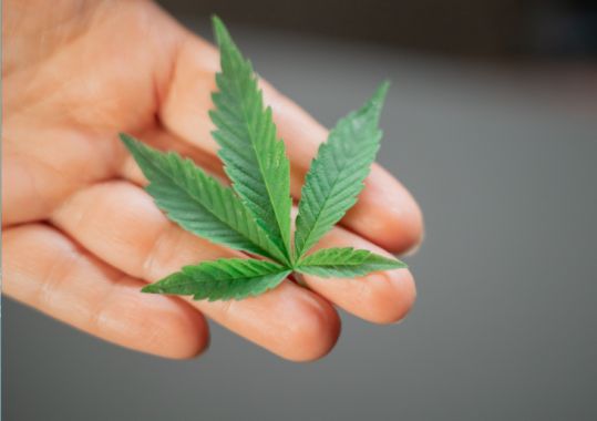 TGA Takes Legal Action Over Alleged Medicinal Cannabis Advertising Breaches