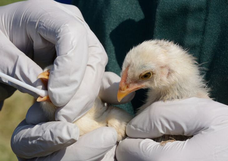 Bird flu threat a ‘test of how our response systems work’