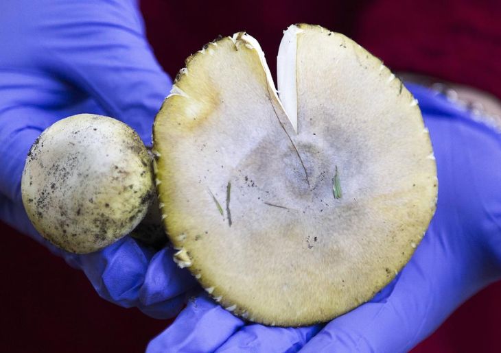 Death cap mushroom detections prompt health warning