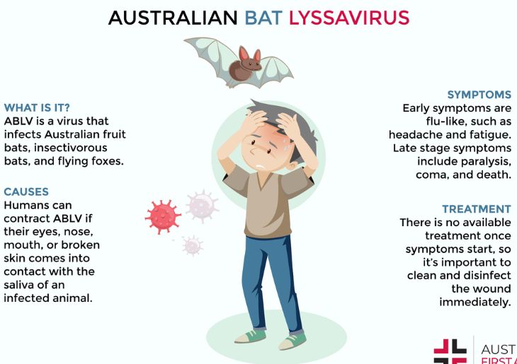 Community urged not to touch bats after rare case of Australian bat lyssavirus