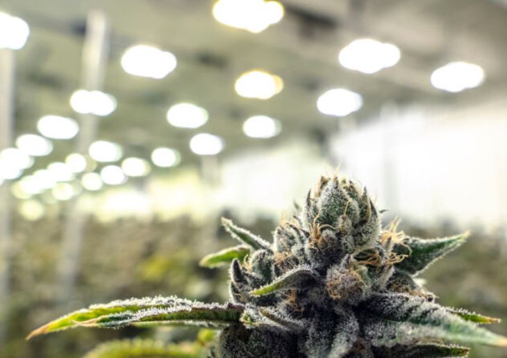 ‘Growing concerns’ spark TGA cannabis consultation