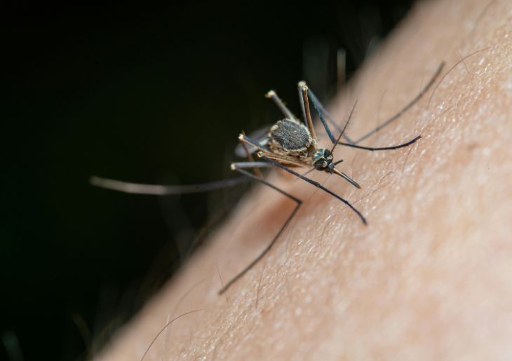NSW Health Urges Aussies to Stay Mosquito-Safe This Easter